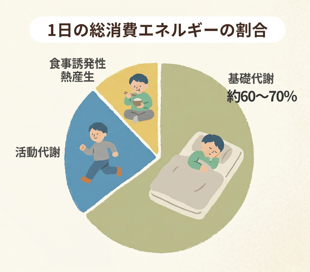 1日の総消費エネルギーの割合 基礎代謝(約60~70%)、活動代謝、食事誘発性熱産生