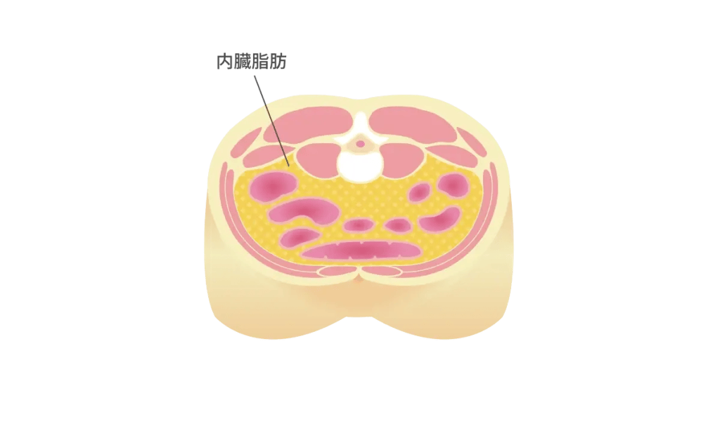 内臓脂肪について説明した図