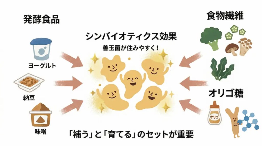 発酵食品（ヨーグルト、納豆、味噌）で善玉菌を補い、食物繊維やオリゴ糖で善玉菌を育てる、シンバイオティクス効果の考え方