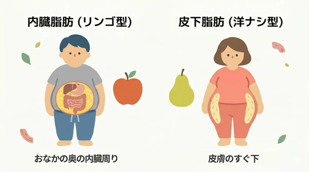 内臓脂肪（リンゴ型）おなかの奥の内臓周り、皮下脂肪（洋ナシ型）皮膚のすぐ下