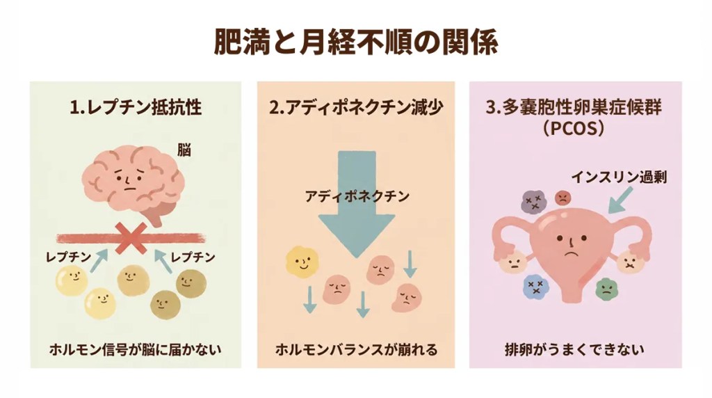 肥満と月経不順の関係