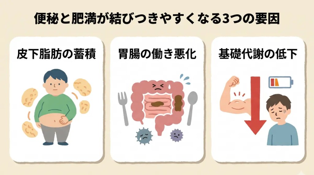便秘と肥満が結びつきやすくなる3つの要因、皮下脂肪の蓄積、胃腸の働き悪化、基礎代謝の低下