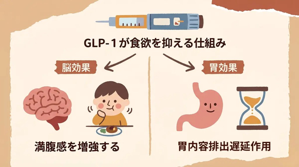 GLP-1が食欲を抑える仕組みを解説した図