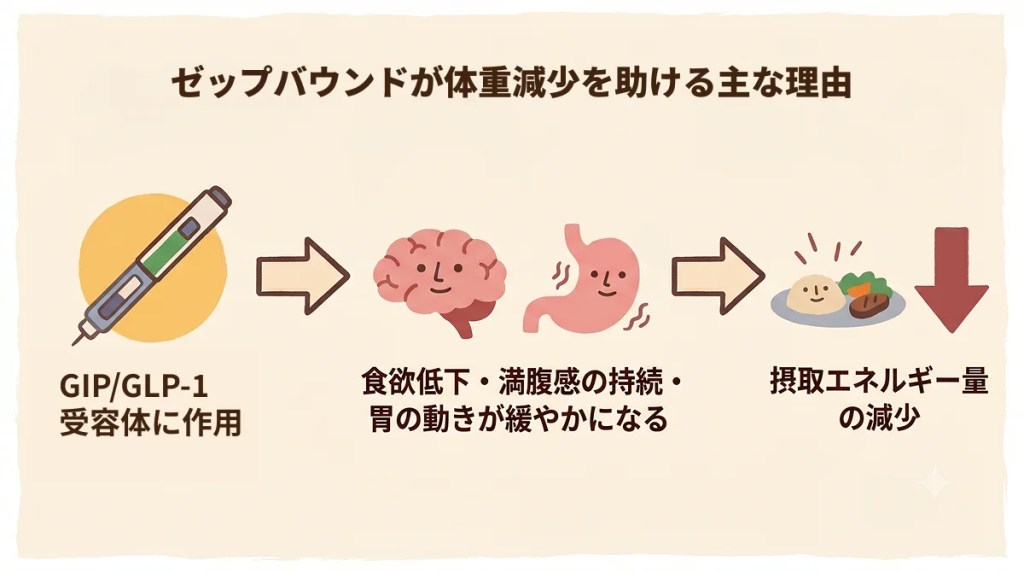 ゼップバウンドが体重減少を助ける主な理由の説明図